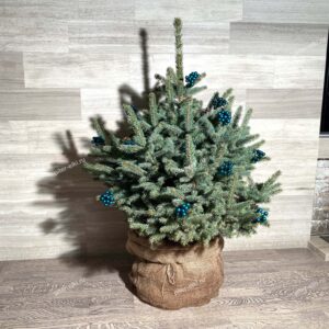 Ель голубая Глаука подарочная купить Минск