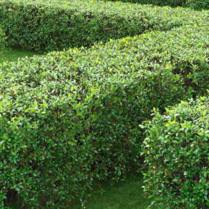Кизильник Блестящий (COTONEASTER LUCIDUS) купить Минск