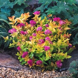 Спирея японская Голден Принцесс (Spiraea japonica Golden Princess) купить Минск