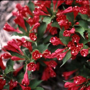 Вейгела Ред Принц (Weigela Red Prince) купить Минск
